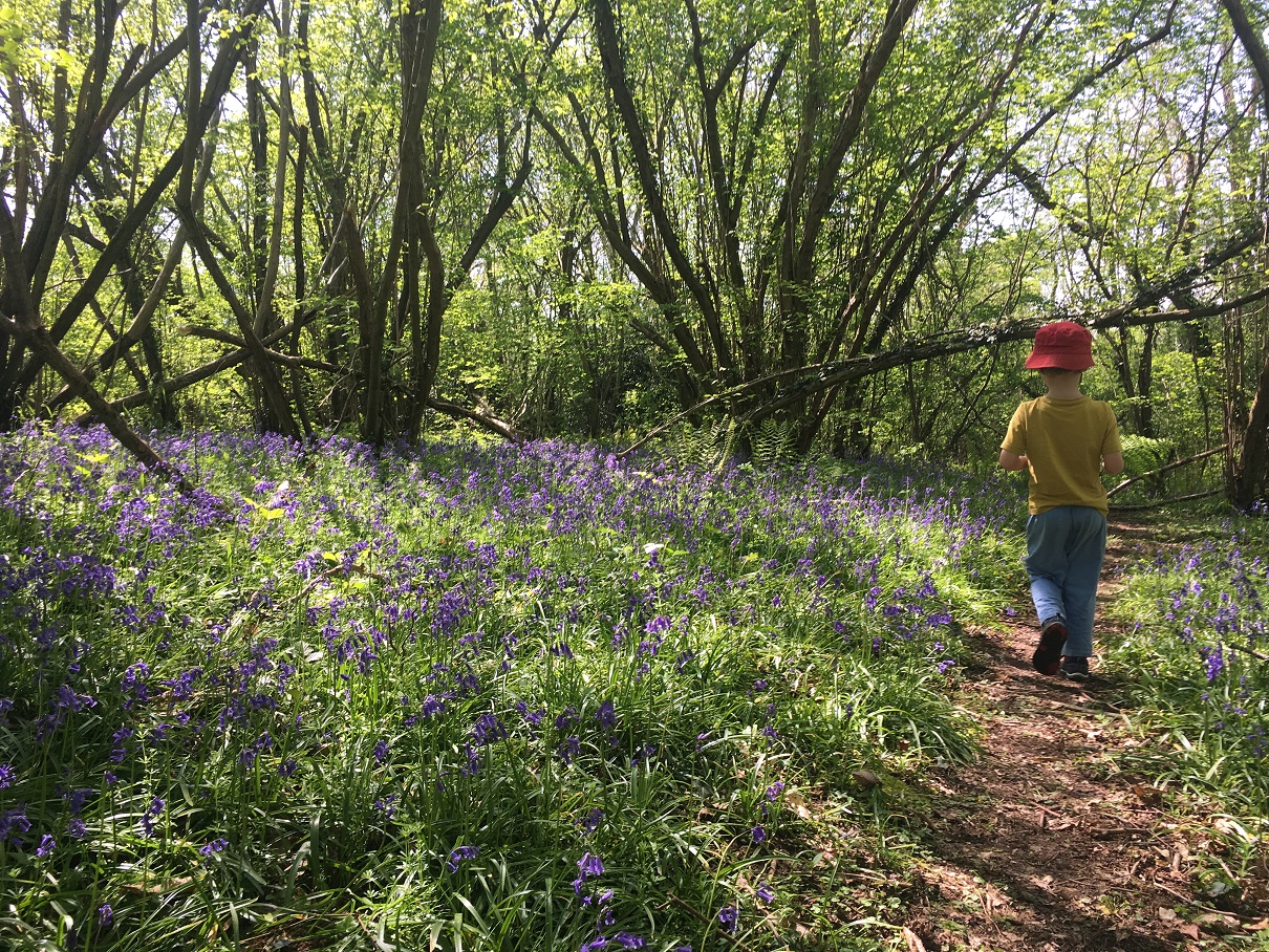 Binsted Woodland